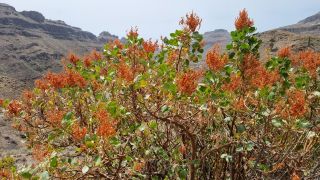2023-04-GranCan-Ayagaures-046.jpg
